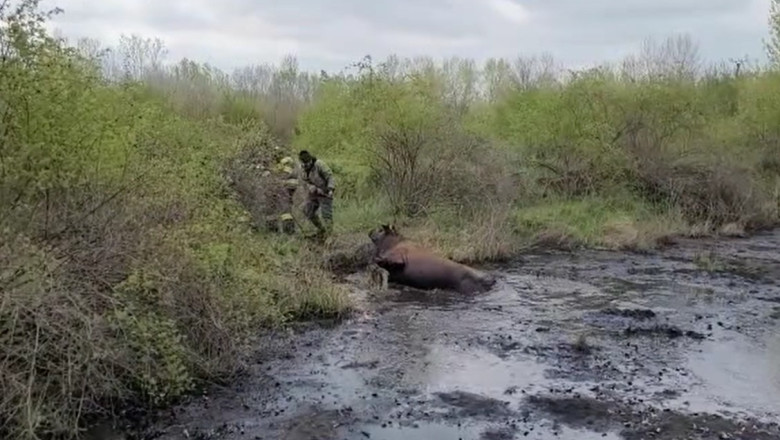 VIDEO Un taur de 400 de kilograme, cazut intr-o groapa cu apa si pacura, a fost salvat de pompierii din Giurgiu Imagine
