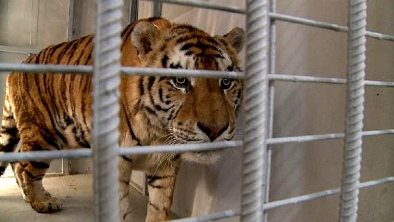 VIDEO Un tigru siberian traieste de acum la Gradina Zoologica din Oradea. Este al treilea exemplar din toata Romania Imagine
