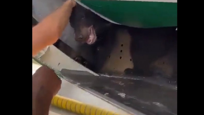 VIDEO Un urs a scapat din cusca aflata in cala unui avion, pe aeroportul din Dubai Imagine