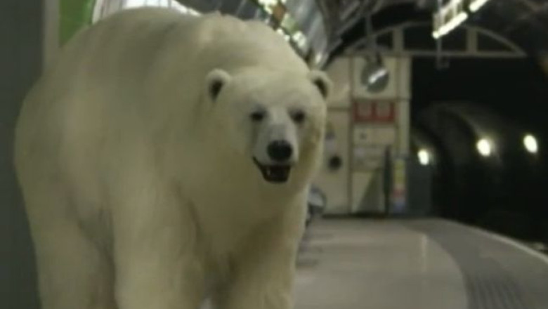 VIDEO. Un urs polar la metroul din Londra Imagine