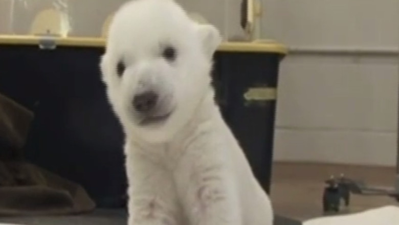 VIDEO. Un urs polar nascut la Zoo din Toronto invata sa mearga Imagine