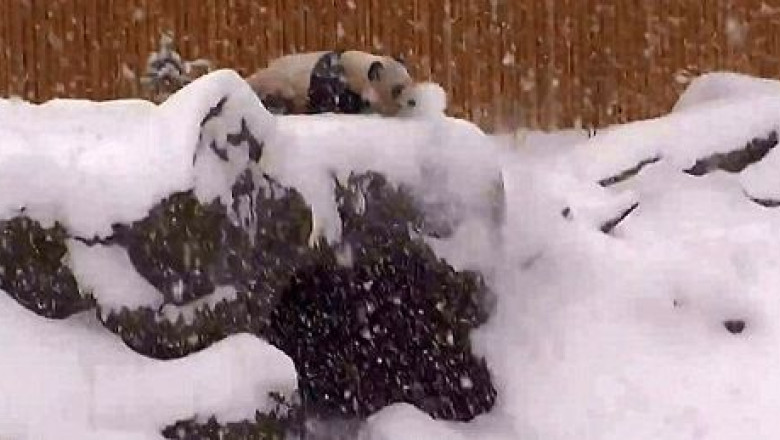 VIDEO. Ursul panda De Mao, la joaca prin zapada Imagine