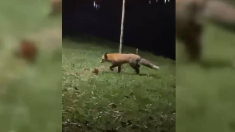 VIDEO Vulpe surprinsa intr-un parc din Bucuresti Imagine