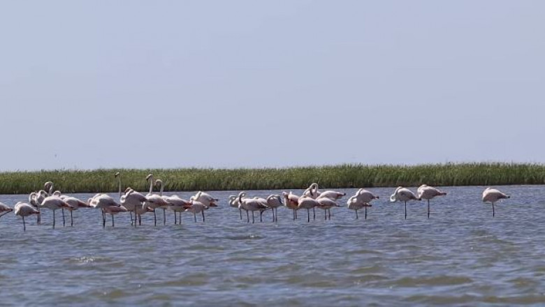 VIDEO Zeci de pasari flamingo pot fi admirate in Delta Dunarii, pe bratul Sfantu Gheorghe Imagine