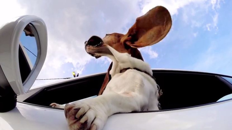 Videoclipul zilei: bucuria unui caine de a fi plimbat cu masina Imagine