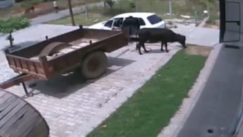 VIDEOCLIPUL ZILEI. Cum se fura o vaca in Rusia Imagine