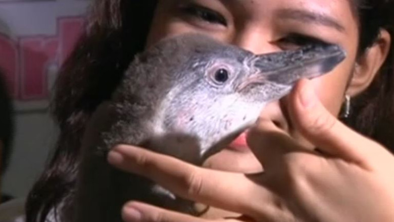 Videoclipul zilei. Primul pinguin venit pe lume in Filipine Imagine