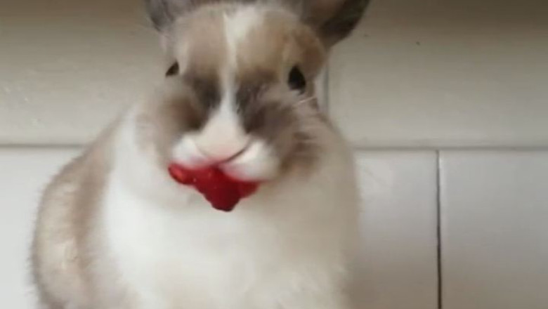 Videoclipul zilei: un iepure pofticios Imagine