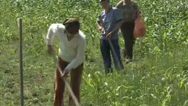 Viiturile si canicula distrug sute de mii de hectare de culturi Imagine