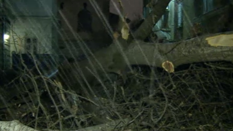 Vijelie in Bucuresti. Un copac s-a prabusit in curtea Institutului Cantacuzino Imagine