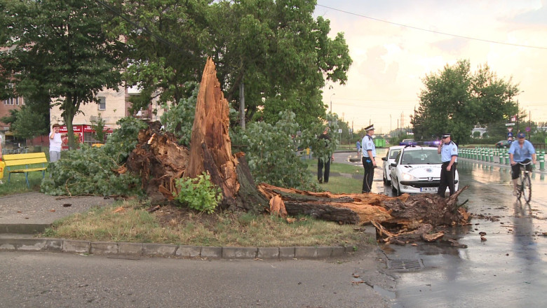 Vijelie la Timisoara. S-au prabusit copaci in oras Imagine