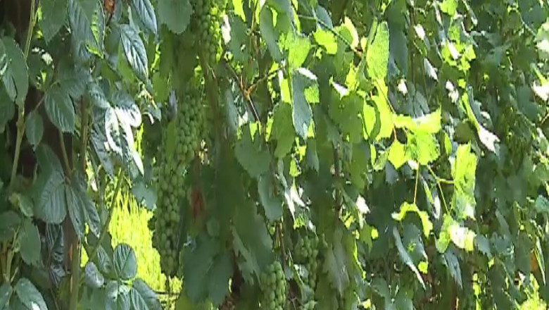 Vin cu parfum frantuzesc, la malul marii Imagine