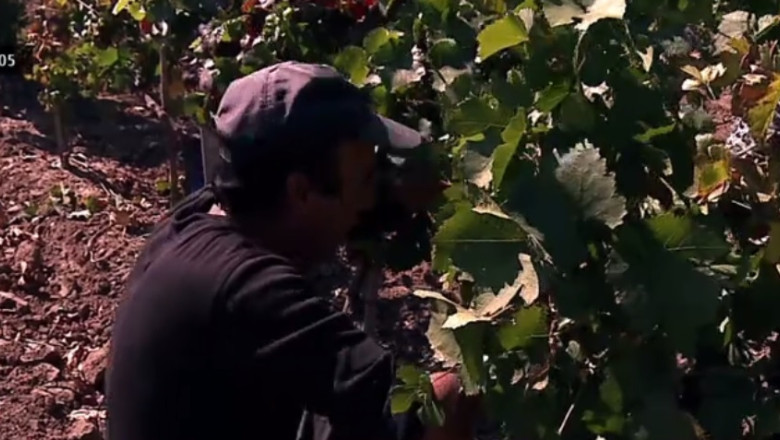 Vin de legenda-Murfatlar Imagine