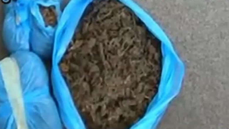 Vindea cannabis cultivat in gradina Imagine