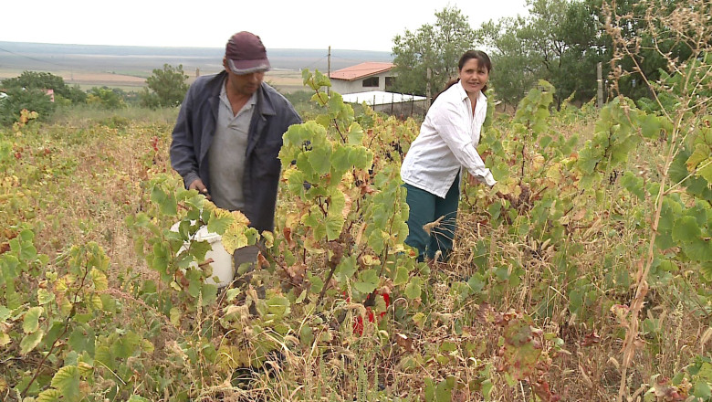 Vinul, o traditie aproape apusa Imagine