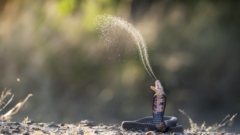Vipera cu trei colti, descoperita in Australia. Mutatia genetica l-ar putea face „cel mai periculos sarpe din lume” Imagine