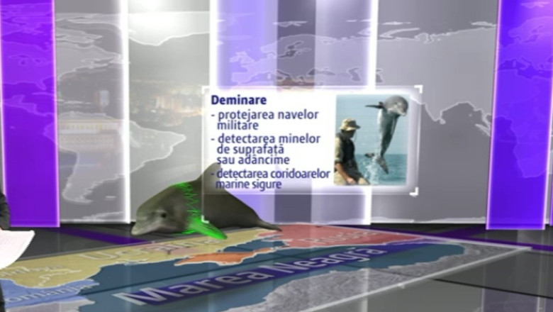 VIRTUAL. Ce stiu sa faca delfinii-militari Imagine
