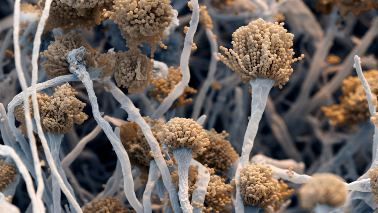 Virusul „papusa ruseasca” descoperit intr-o ciuperca mortala. Infectia devine si mai greu de tratat Imagine