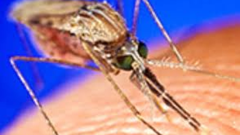 Virusul West Nile, in Ialomita. Un barbat a facut meningita dupa ce a fost intepat de tantari Imagine