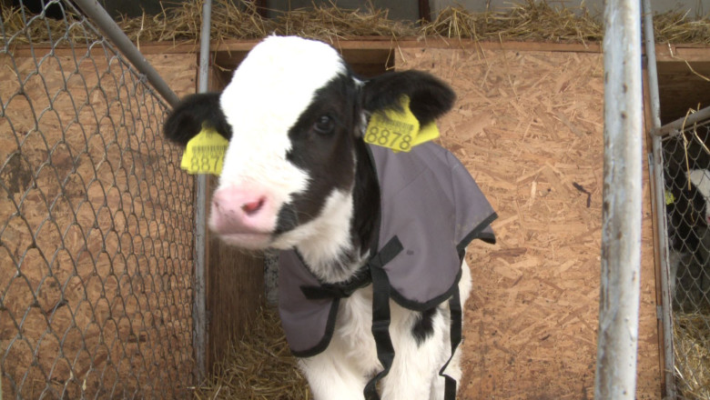 Vitei imbracati cu veste anti-frig  Imagine