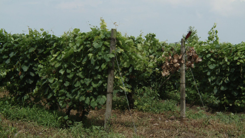 Viticultorii, aproape de faliment. Licorile contrafacute au invadat piata vinului din Romania Imagine