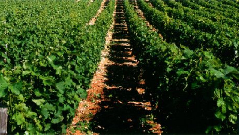 Viticultorii au inceput sa produca vinul din 2014 Imagine