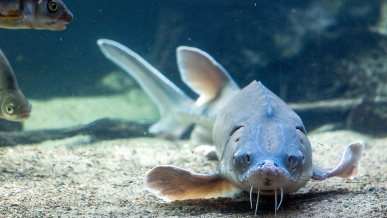 Viza, o specie de sturion, a disparut din Dunare. Cega a devenit specie amenintata, iar nisetrul extrem de rar Imagine