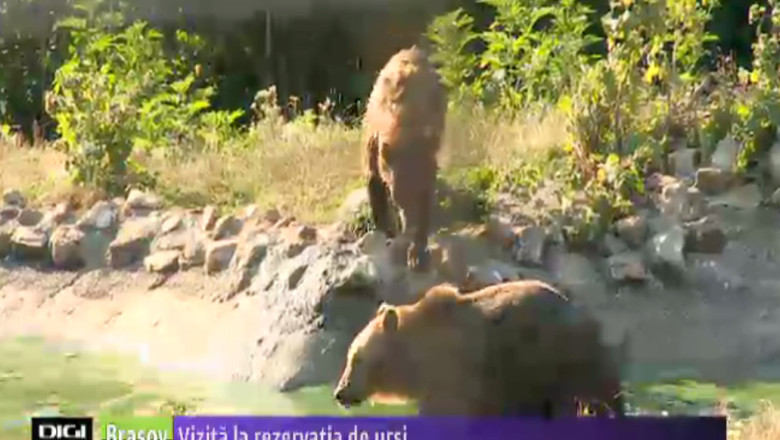 Vizita la rezervatia de ursi din Zarnesti Imagine