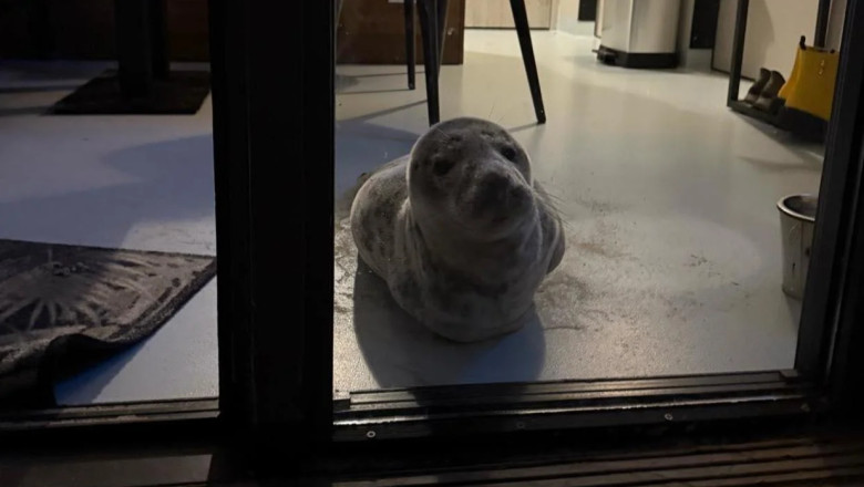Vizitator neasteptat. Un turist a gasit o foca dormind relaxata in camera sa de hotel din Olanda Imagine