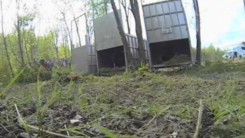 Vladimir Putin a eliberat trei tigri Imagine