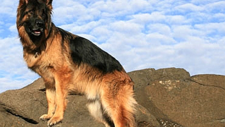 Voluntari: Cainii special antrenati ar putea ajunge la victimele accidentelor aviatice, precum cel din Apuseni Imagine