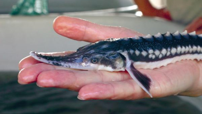 Vom avea sturioni in Dunare Imagine