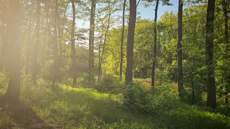 Vot istoric pentru Centura Verde Bucuresti-Ilfov: Noul Cod Silvic a fost adoptat de Senat Imagine