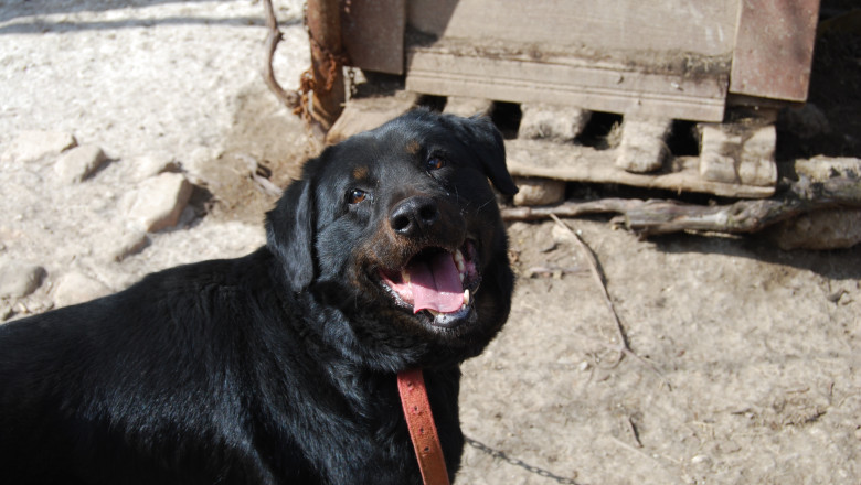 VRANCEA. Un copil de trei ani a murit dupa ce a fost muscat de cap de cainele din curtea bunicilor Imagine