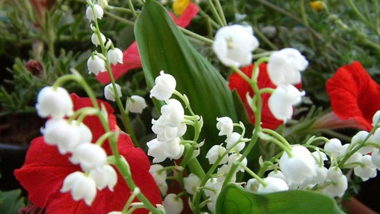 Vreme calda si frumoasa de Florii. Maximele termice vor atinge 20 de grade Imagine