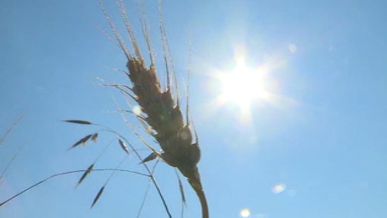 Vremea calda din luna octombrie afecteaza agricultura Imagine