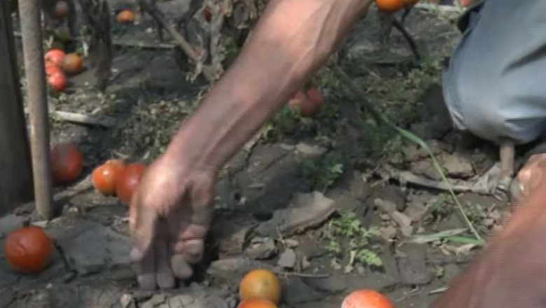 Vremea capricioasa, inamicul preturilor mici la legume Imagine