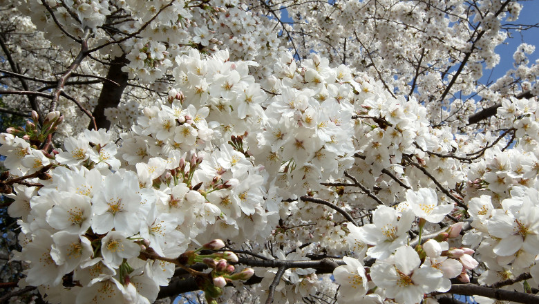 VREMEA DE PASTE. Ploi restranse doar in zonele vestice si temperaturi in crestere Imagine