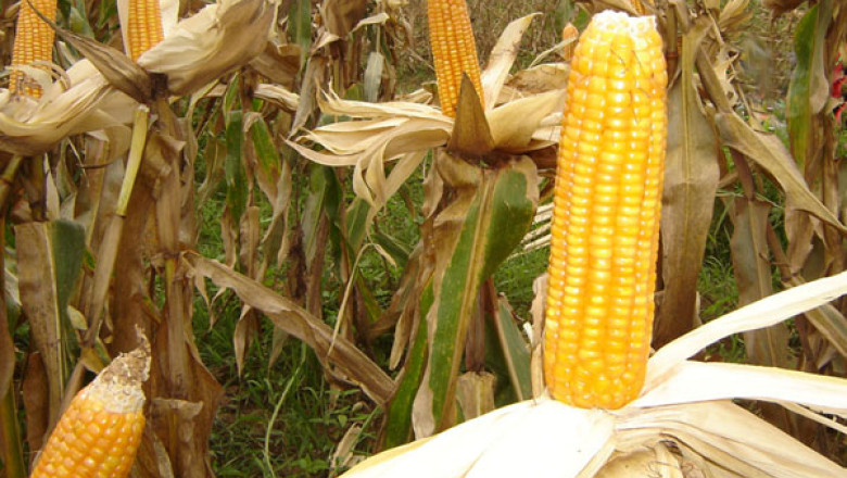 Vremea nefavorabila influenteaza productia agricola. Cele mai afectate vor fi culturile de porumb si floarea soarelui Imagine