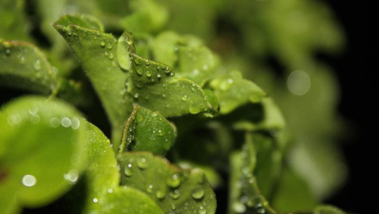 Vremea pana in 18 mai, in toate regiunile tarii. Va ploua mai ales dupa-amiaza, iar temperatura va urca pana la 24 de grade Imagine