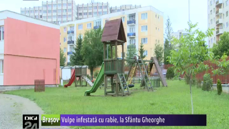 Vulpe infestata cu rabie, la Sfantu Gheorghe Imagine