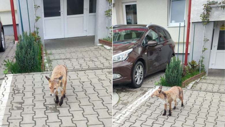 Vulpe surprinsa in timp ce hoinarea printre blocuri, in plina zi, in Cluj. "Astia suntem!" Imagine