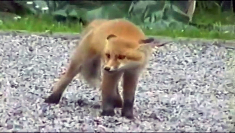 Vulpi vaccinate cu ajutorul GPS-ului Imagine