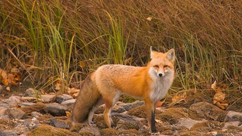 Vulpile din Brasov, Covasna, Harghita si Mures vor fi vaccinate antirabic Imagine