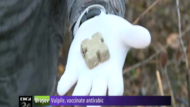 Vulpile, vaccinate antirabic Imagine