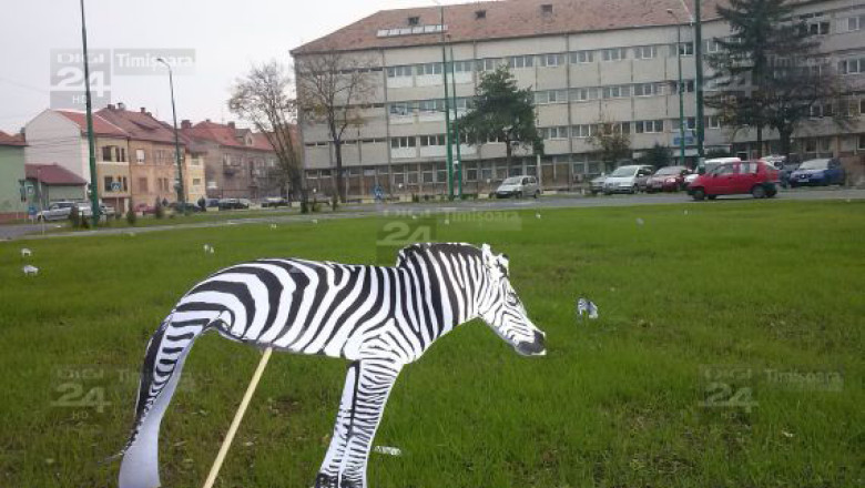 ”Zebre” in miniatura langa ”zebra” care duce spre nicaieri din Piata Balcescu din Timisoara Imagine
