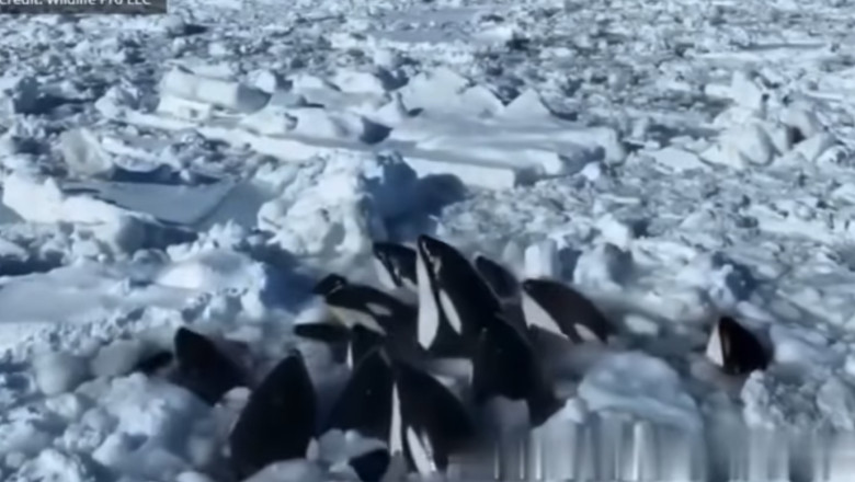 Zece balene ucigase au ramas blocate in gheata in nordul Japoniei si nu pot salvate. Imagini dramatice cu incercarea lor de a scapa Imagine
