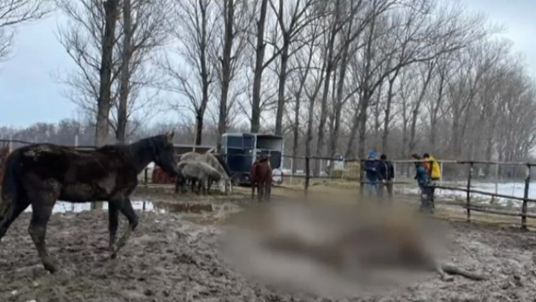 Zeci de animale, lasate sa moara de foame, in Ilfov. Caii si cainii mancau pamant si nu aveau nici macar apa Imagine