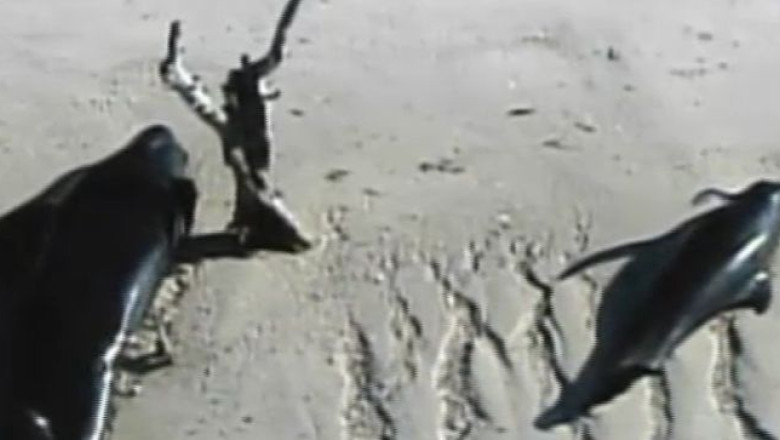 Zeci de balene esuate in SUA. Patru mamifere marine au murit pe o plaja din sudul tarii Imagine