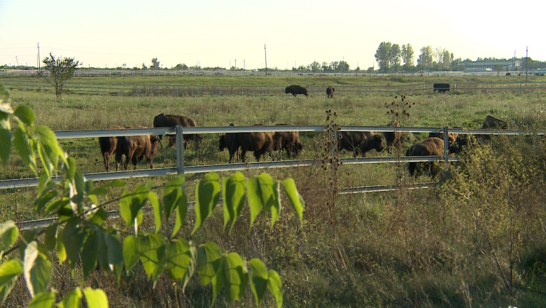Zeci de bizoni au murit la o ferma din Bihor. Se banuieste ca au fost otraviti cu Furadan, o substanta interzisa in Romania Imagine